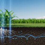 Importance of Carbon Sequestration in Agriculture