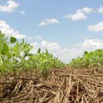 Best Cover Crops to Improve Soil Structure