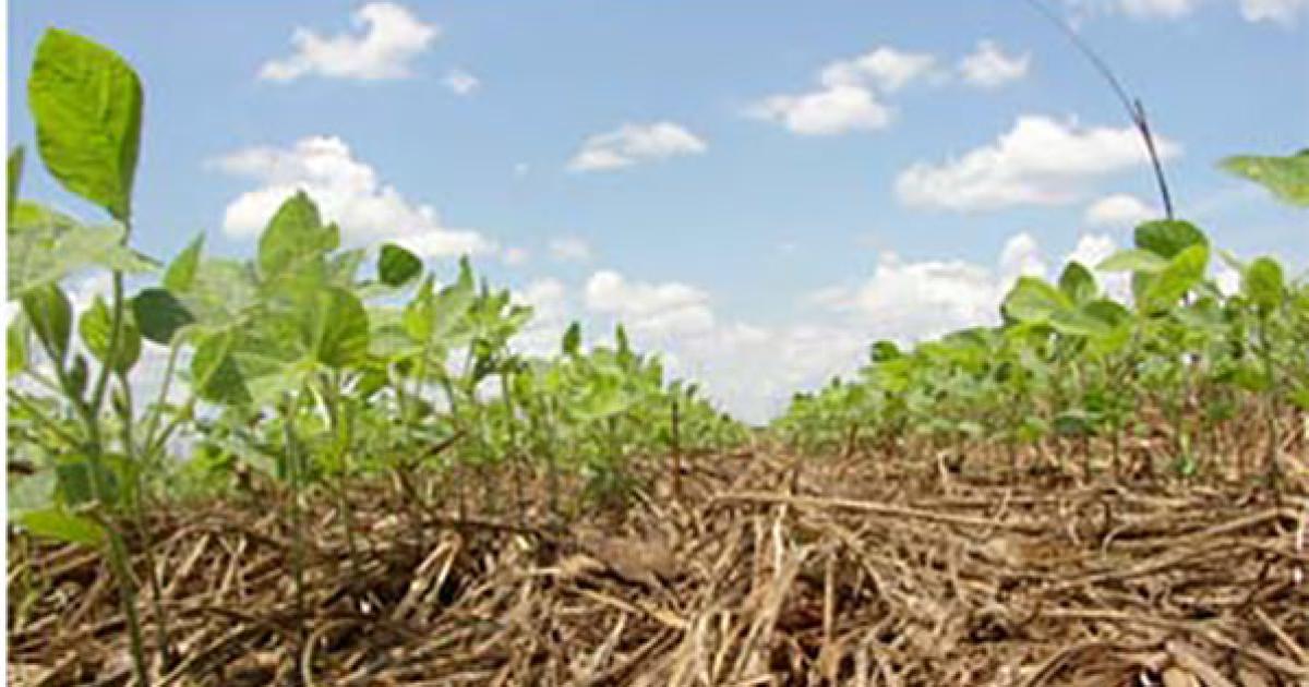 Best Cover Crops to Improve Soil Structure
