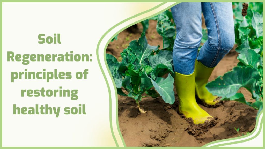 Best Practices for Soil Rejuvenation After Harvest