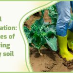 Best Practices for Soil Rejuvenation After Harvest