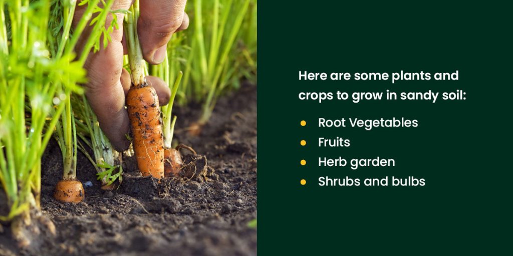 Choosing the Right Crop for Sandy Soil