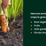 Choosing the Right Crop for Sandy Soil