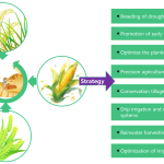 Efficient Irrigation Methods for Arid Regions