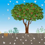 How Climate Change Is Impacting Organic Farming