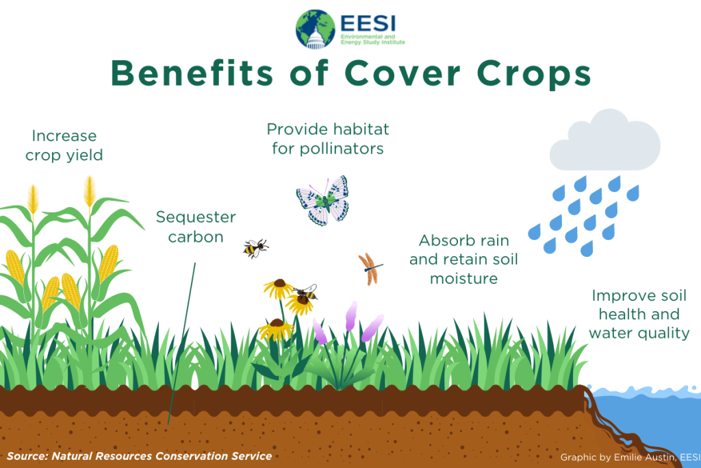 How Cover Cropping Improves Soil Naturally