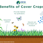 How Cover Cropping Improves Soil Naturally