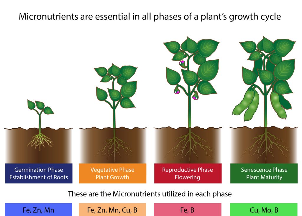 How to Balance Npk for Different Crop Types