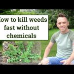 How to Control Weeds Without Chemicals