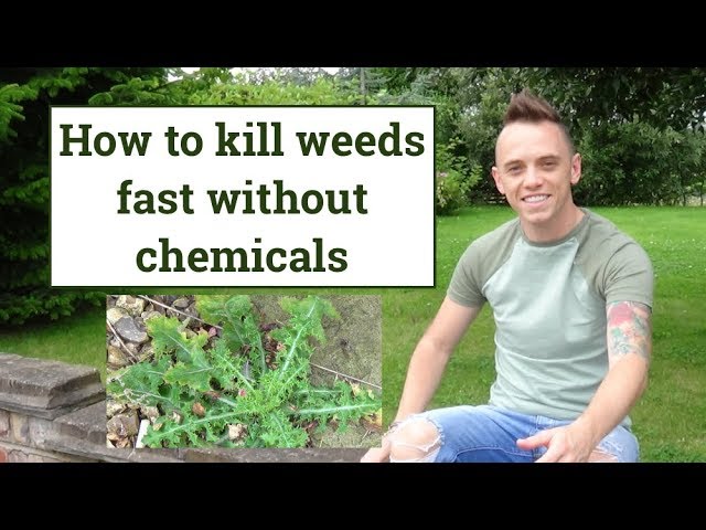 How to Control Weeds Without Chemicals