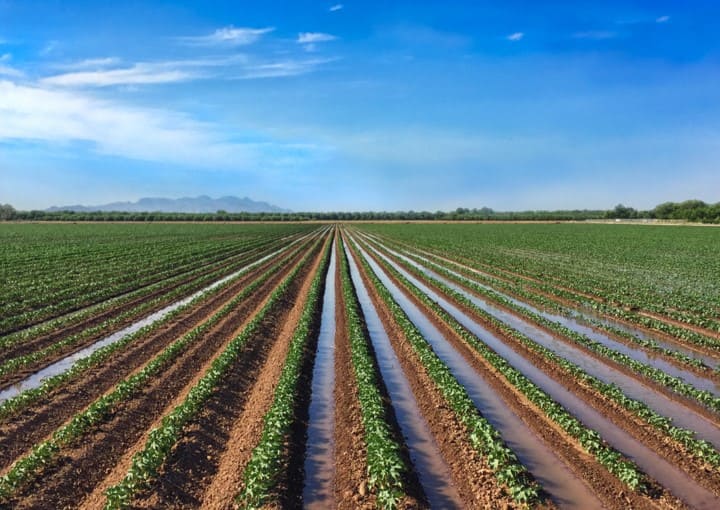 How to Deal With Salinity in Irrigation Water