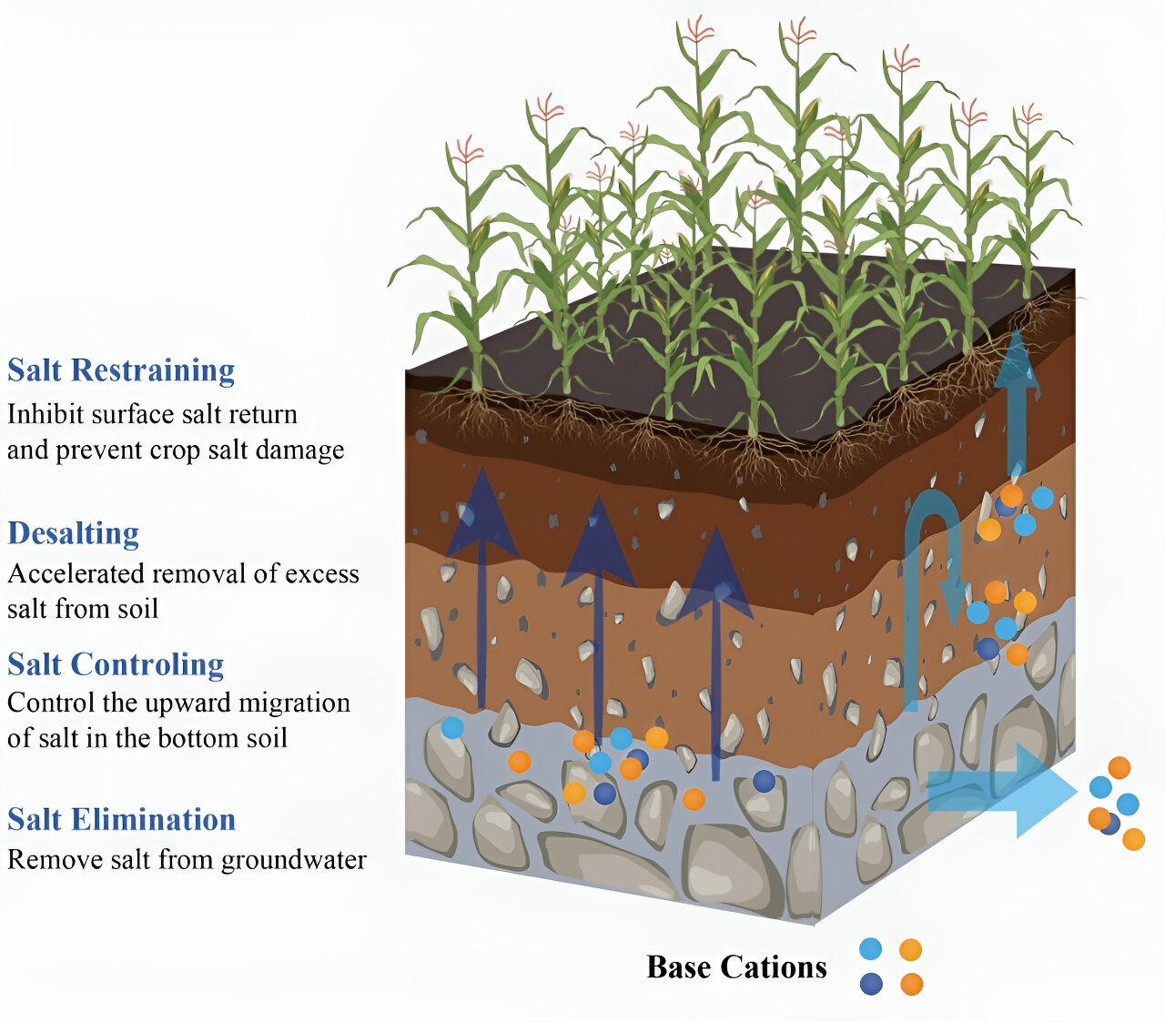 How to Manage Saline Or Alkaline Soils