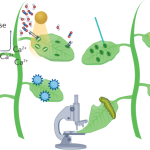 How to Monitor And Respond to Heat Stress in Crops