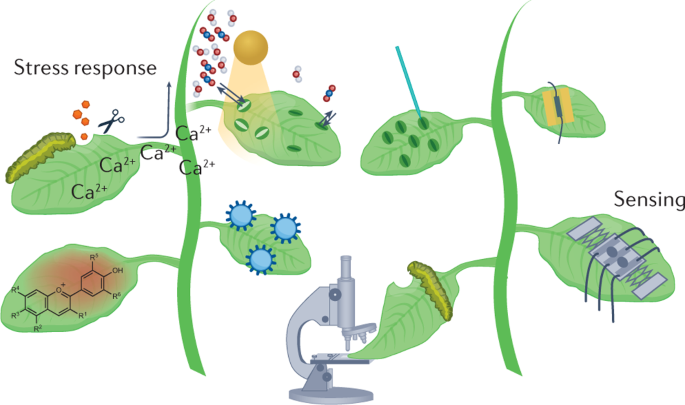 How to Monitor And Respond to Heat Stress in Crops