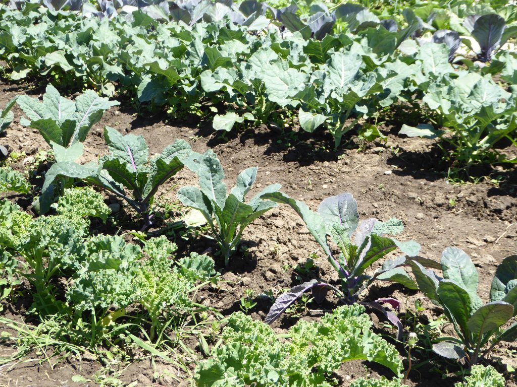 How to Test Soil Fertility at Home Or Farm