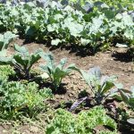 How to Test Soil Fertility at Home Or Farm