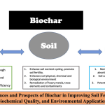How to Use Biochar to Improve Soil Health