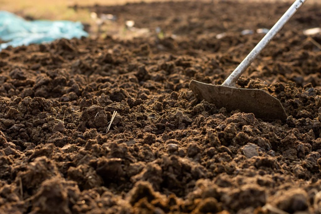 How to Use Cow Manure Safely in Soil