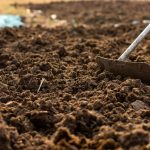 How to Use Cow Manure Safely in Soil