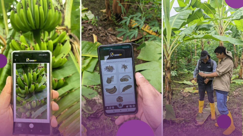 How to Use Mobile Apps for Crop Disease Detection