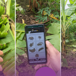 How to Use Mobile Apps for Crop Disease Detection