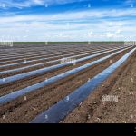 How to Use Mulch to Reduce Irrigation Needs