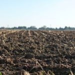 Impact of Continuous Mono-Cropping on Soil