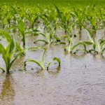 Impact of Over-Irrigation on Crop Health