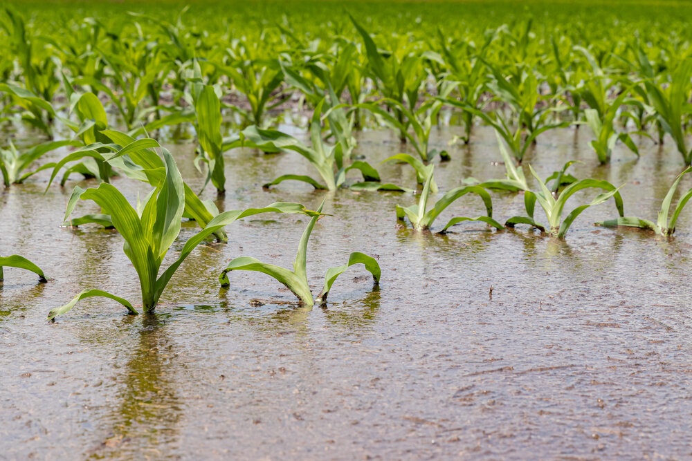Impact of Over-Irrigation on Crop Health