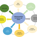 Importance of Carbon Sequestration in Agriculture