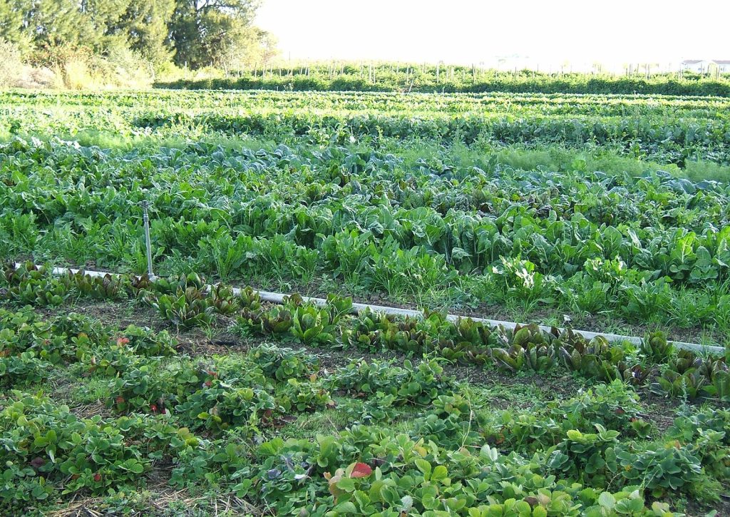 Is Organic Farming Profitable? Real-Life Examples