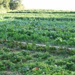 Is Organic Farming Profitable? Real-Life Examples