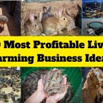 Most Profitable Livestock Farming Businesses