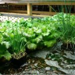 Organic Aquaponics: Combining Fish & Veggies
