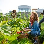 Organic Farming for Urban Rooftop Gardens