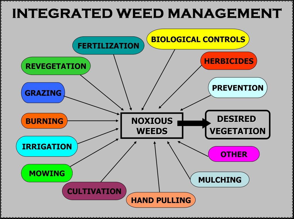 Organic Weed Management Techniques That Work