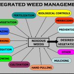 Organic Weed Management Techniques That Work