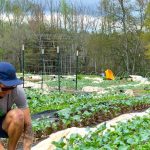 Pros And Cons of Organic Farming for Small Farmers