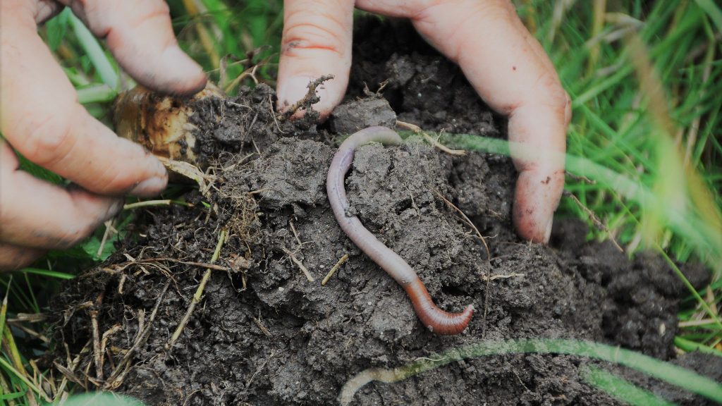 Role of Earthworms in Sustainable Soil Management
