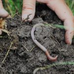 Role of Earthworms in Sustainable Soil Management