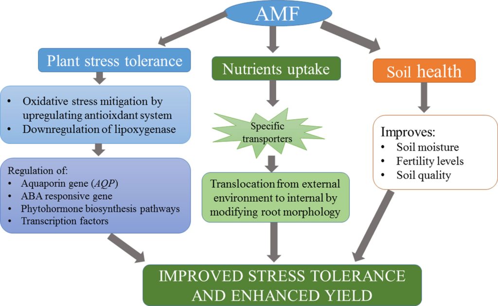 Role of Mycorrhiza in Crop Productivity