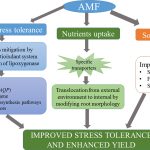 Role of Mycorrhiza in Crop Productivity