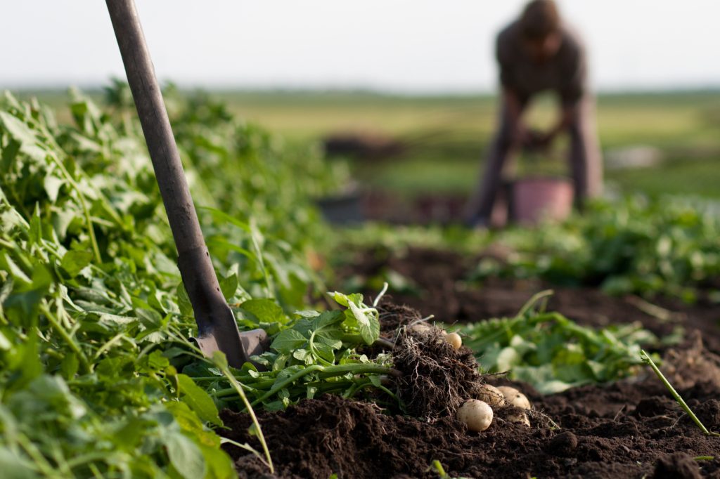 Role of Organic Farming in Climate Adaptation