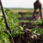 Role of Organic Farming in Climate Adaptation