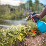 Simple Diy Organic Sprays for Common Crop Pests