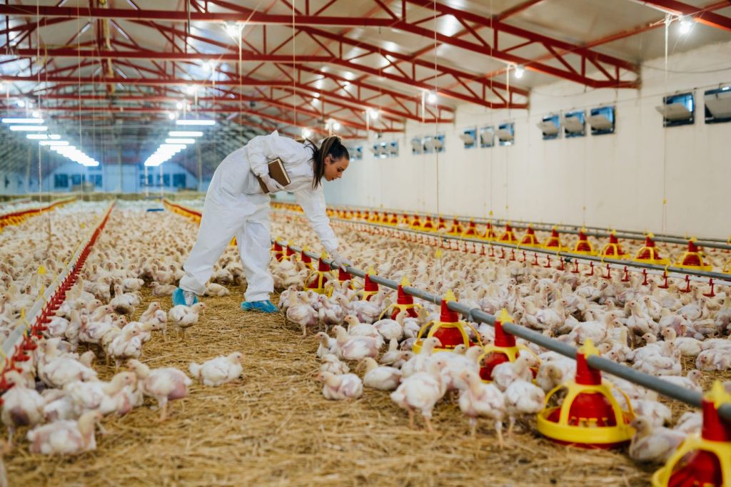 Smart Poultry Farming: A Growing Trend