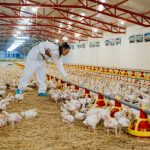 Smart Poultry Farming: A Growing Trend