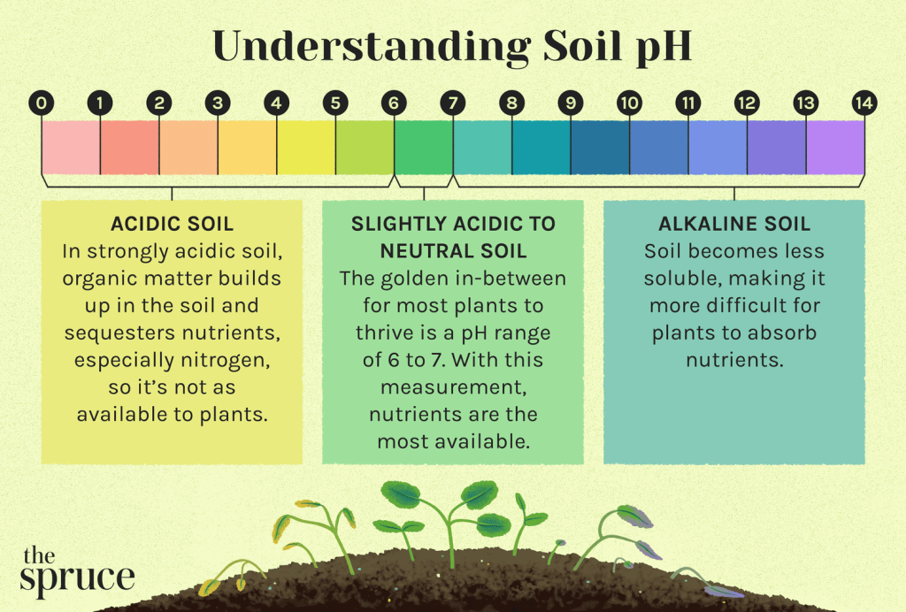 Soil Ph Explained: Importance And How to Adjust It
