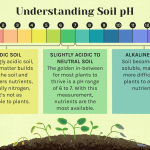 Soil Ph Explained: Importance And How to Adjust It