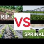 Sprinkler Vs Drip Irrigation: Which Is Better?